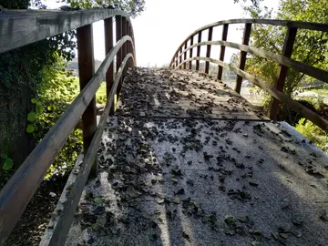 Ponte paseo Louro 1