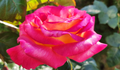 POR UN DÍA DA ROSA PARA TODA A VECIÑANZA